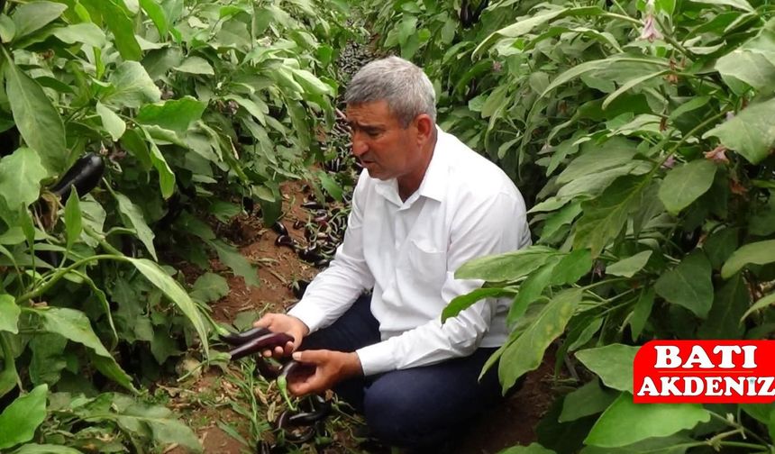 Kumluca Ziraat Odası Başkanı Hidayet Kökce: Patlıcan Fiyatlarındaki Dalgalanma Üreticiyi Zorluyor