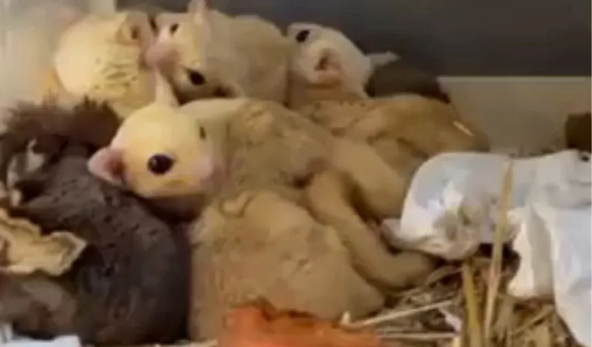 Isparta'da yasa dışı 35 hayvana el konuldu