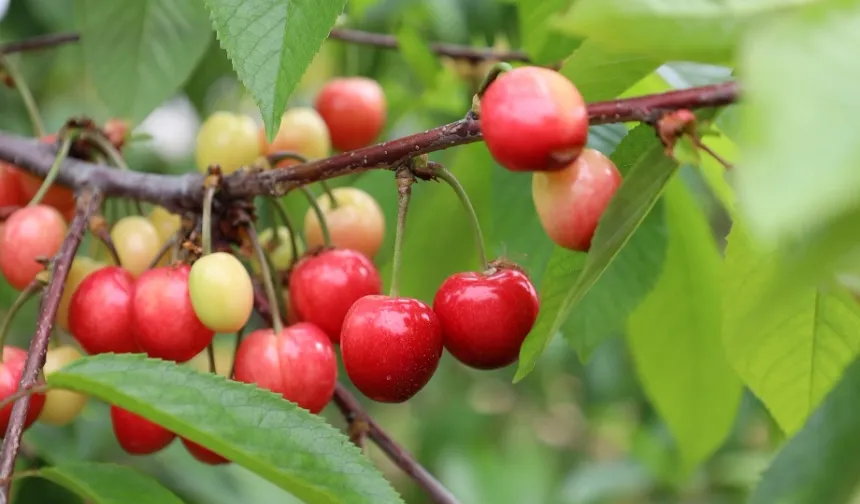 Bu yıl kiraza doyacağız