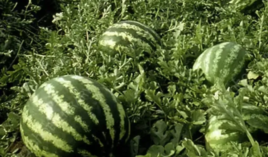 Tarım ÜFE'de yıllık artış yüzde 36,09'a ulaştı