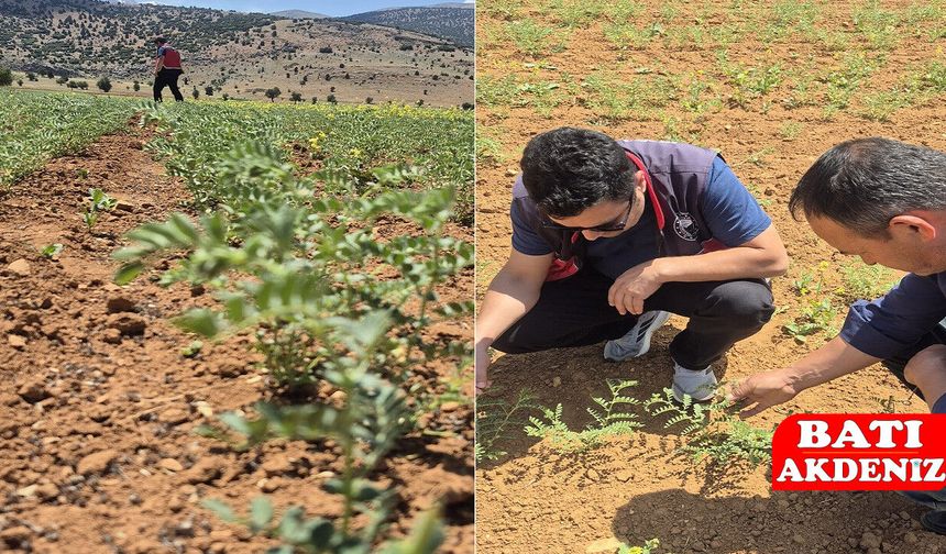 Elmalı'da Yeni Nohut Çeşidi Toprakla Buluştu: İlk Çıkış Kontrolleri Yapıldı!